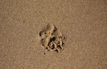 Paw print in sand