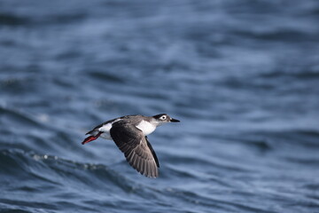 The spectacled guillemot or sooty guillemot (Cepphus carbo) is a seabird in the auk family. This...