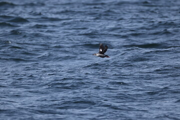 The pigeon guillemot (Cepphus columba)  is a species of bird in the auk family, Alcidae.  This photo was taken in Hokkaido, Japan.