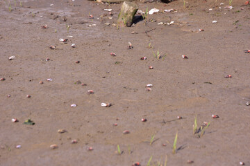 Fototapeta premium This image is part of a photo series captured at the Bakkhali River in Cox’s Bazar, Bangladesh, documenting the tidal ecosystem, river landscapes, and unique wildlife during low and high tides. 