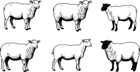 Hand-drawn sheep illustrations showing different breeds and wool textures, perfect for farming, livestock, agriculture, and animal husbandry design projects.