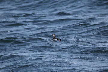 Obraz premium The pigeon guillemot (Cepphus columba) is a species of bird in the auk family, Alcidae. This photo was taken in Hokkaido, Japan.
