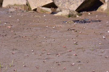 This image is part of a photo series captured at the Bakkhali River in Cox’s Bazar, Bangladesh, documenting the tidal ecosystem, river landscapes, and unique wildlife during low and high tides. 