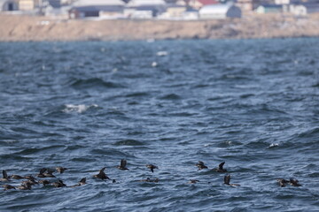 The crested auklet (Aethia cristatella) is a small seabird of the family Alcidae, distributed throughout the northern Pacific and the Bering Sea. This photo was taken in Hokkaido, Japan.
