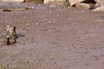 This image is part of a photo series captured at the Bakkhali River in Cox’s Bazar, Bangladesh, documenting the tidal ecosystem, river landscapes, and unique wildlife during low and high tides. 