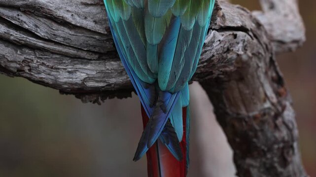 Macaw in the Amazon, Brazil