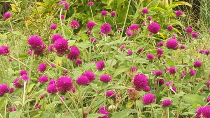 Fototapeta premium pink tulips in the garden