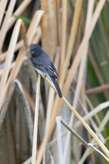 Black Phoebe perched