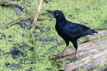 Grackle in wetlands