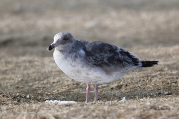The glaucous-winged gull (Larus glaucescens) is a large, white-headed gull. This photo was taken in Hokkaido, Japan.