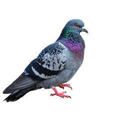 Pigeon perched A pigeon sits on a surface or ledge, wings folded and body relaxed. full length isolate on transparent background