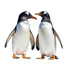 Fototapeta premium Penguin interacting Two penguins stand close together, touching or calling to each other. full length isolate on transparent background 