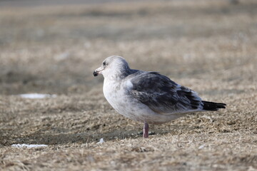 Obraz premium The glaucous-winged gull (Larus glaucescens) is a large, white-headed gull. This photo was taken in Hokkaido, Japan.