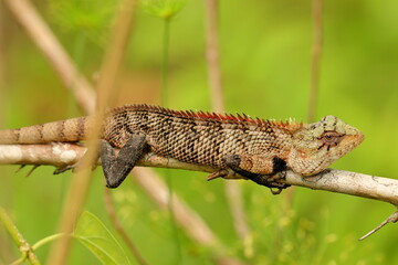 lizard on a tree