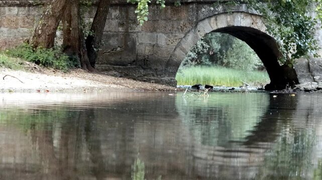 Bosna river flowing under Roman bridge &mdash; scenic landscape with dog entering water at the end, 4K video