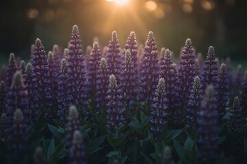 A vibrant field of purple lupine flowers stands tall, illuminated by the warm glow of a setting sun in the background, creating a serene and picturesque scene.