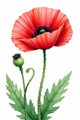 Delicate watercolor poppy, vibrant red petals, soft green leaves, isolated , pretty, flower, illustration