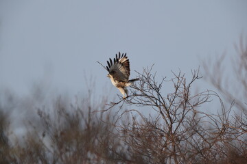 Eastern Buzzard or Japanese Buzzard (Buteo japonicus japonicus) in Hokkaido, Japan.