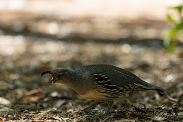 Female gambles quail