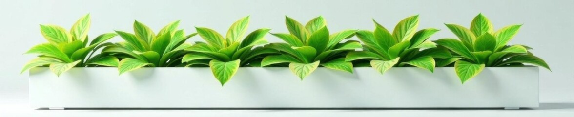 Elegant variegated foliage in sleek white planter , white, fresh