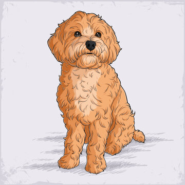 Hand drawn American dog breed Cockapoo sitting calmly in full length, with fluffy curly fur, cute golden poodle puppy sitting on a light background