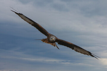 Rotmilan auf Suchflug in der Elbtalaue