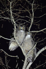Blakiston's fish owl (Ketupa blakistoni) in Hokkaido, Japan