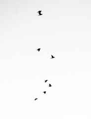 Piracanga beach in Itacaré, Bahia. Virgin forest coastline with golden sand and turquoise waters. Unique natural scenery where sea turtles hatch, a symbol of preservation and tropical beauty.