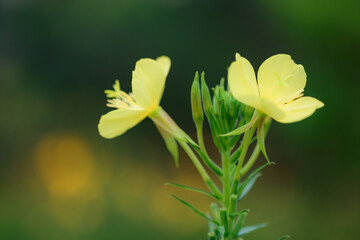At night, the evening primrose blooms with bright yellow flowers, and snails inhabit the petals