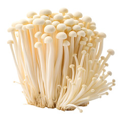 Cluster of fresh enoki mushrooms