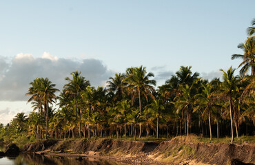Piracanga beach in Itacaré, Bahia. Virgin forest coastline with golden sand and turquoise waters. Unique natural scenery where sea turtles hatch, a symbol of preservation and tropical beauty.