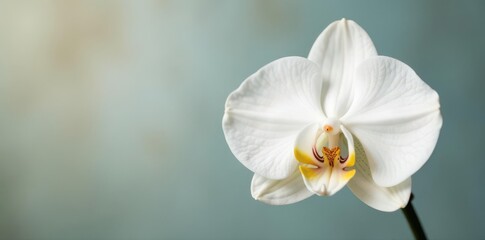 Fototapeta premium Single pure white phalaenopsis orchid against soft background , wedding, delicate