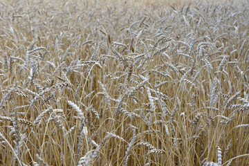 a background of ripe wheat field with ears of wheat
