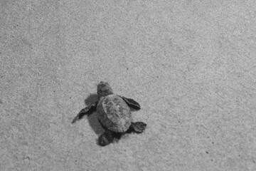 Piracanga beach in Itacaré, Bahia. Virgin forest coastline with golden sand and turquoise waters. Unique natural scenery where sea turtles hatch, a symbol of preservation and tropical beauty.