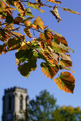 Autumn maple tree branches with red and green foliage with Christ Church in Harrogate, UK,visible in the background.e.