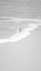 Piracanga beach in Itacaré, Bahia. Virgin forest coastline with golden sand and turquoise waters. Unique natural scenery where sea turtles hatch, a symbol of preservation and tropical beauty.