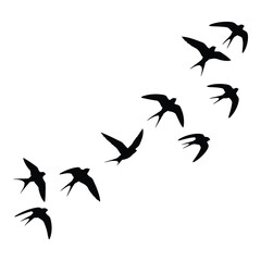 Silhouette of a flock of birds in flight against a silhouette