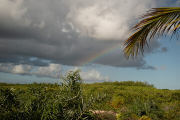Piracanga beach in Itacaré, Bahia. Virgin forest coastline with golden sand and turquoise waters. Unique natural scenery where sea turtles hatch, a symbol of preservation and tropical beauty.
