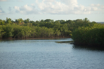 Piracanga beach in Itacaré, Bahia. Virgin forest coastline with golden sand and turquoise waters. Unique natural scenery where sea turtles hatch, a symbol of preservation and tropical beauty.