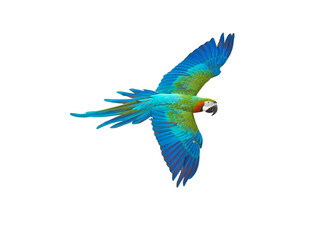 Blue and gold macaw bird Pets are people's friends macaw parrot free flying bird .