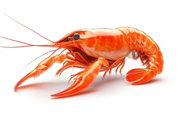 Large Aquatic River Prawn