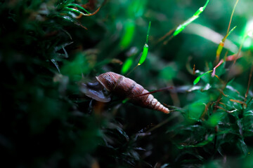 tiny snail on moss