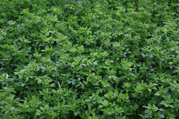 green grass texture background