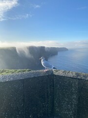 Cliffs of Moher 15