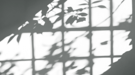 Shadow of window frame with leafy plants, isolated on transparent cutout background