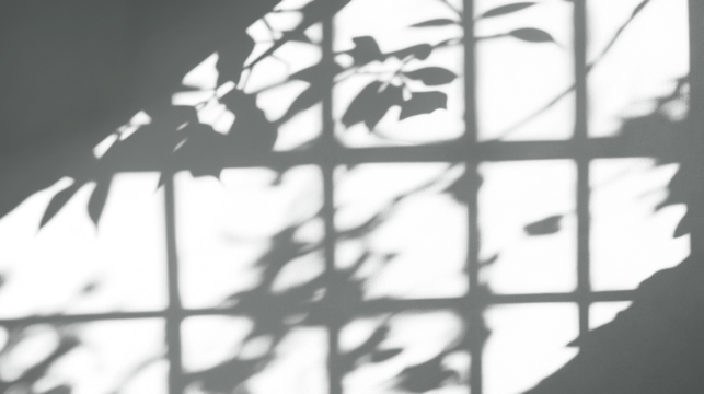 Shadow of window frame with leafy plants, isolated on transparent cutout background