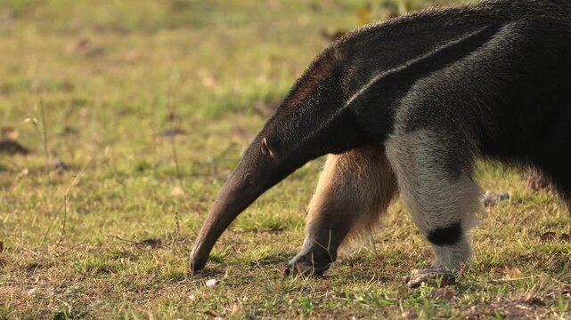 Giant anteater in Pantanal, Brazil. 
