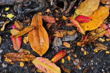 fallen autumn leaves