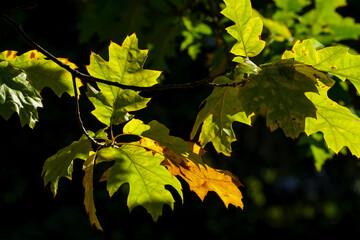 Golden hour illumination highlights autumn oak leaves with intricate vein patterns.