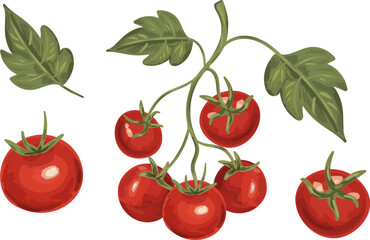 organic farm harvest food illustration collection with whole tomatoes and foliage fresh produce design elements for package menu poster banner